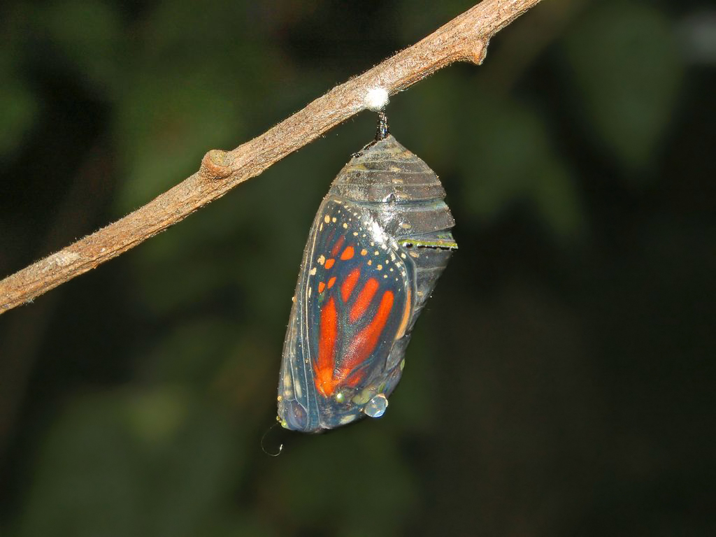 Danaus plexippus